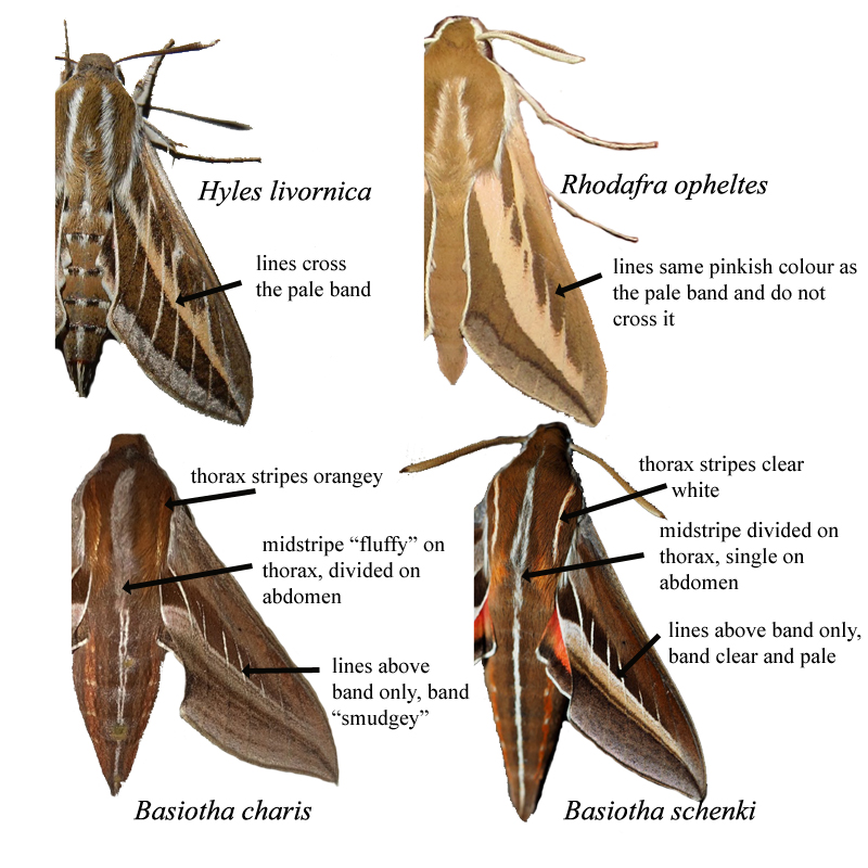 The Large Striped Brown Adult Hawk Moths Of Southern Africa INaturalist The Large Striped Brown Adult Hawk Moths Of Southern Africa INaturalist